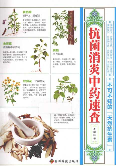 抗菌消炎中药速查  不可不知的“天然抗生素”